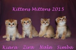 Kittens 2015